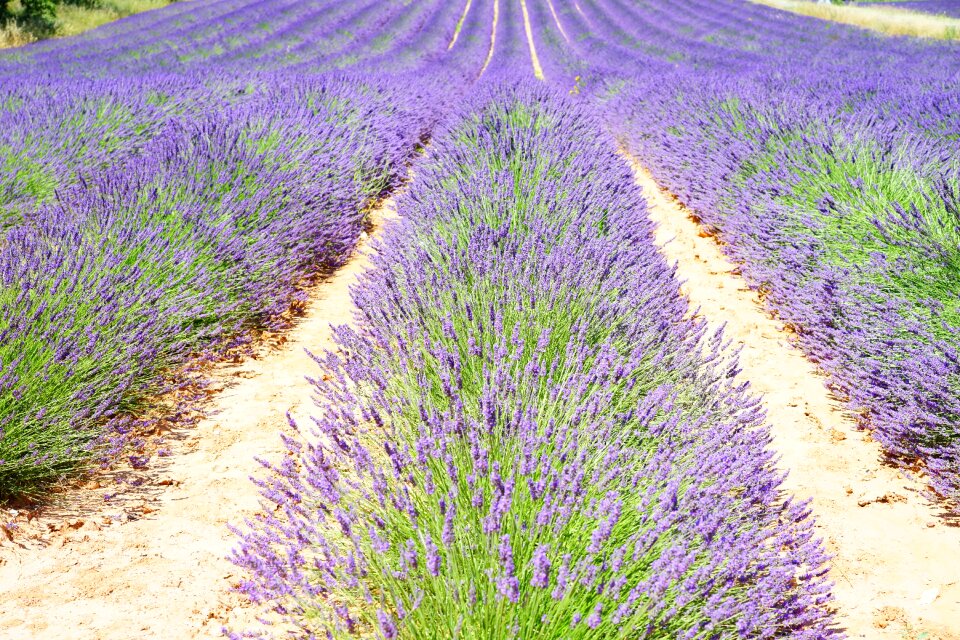 Blue flowers purple photo