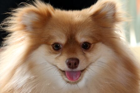 Puppy domestic animals smile photo