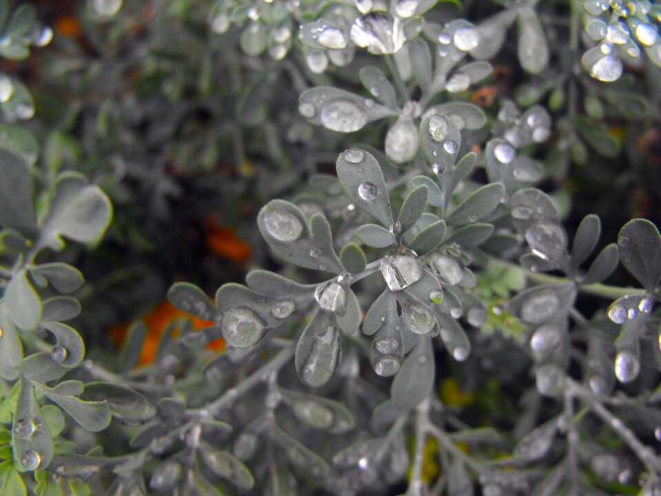 Drops rosa foliage