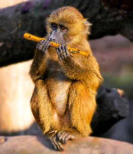 Musician flute barbary ape photo