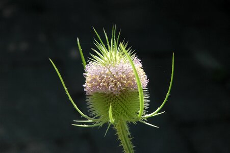 Thistle close up prickly photo