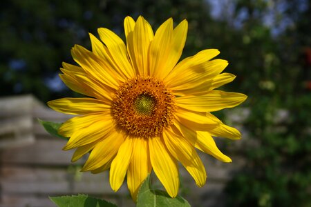 Yellow summer flower