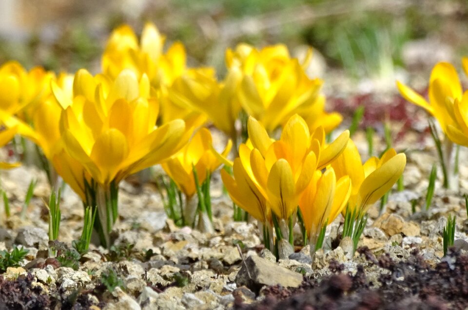 Nature yellow flower spring flowers