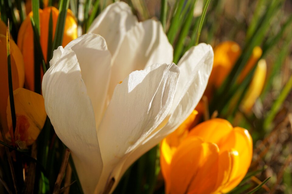Bloom spring nature