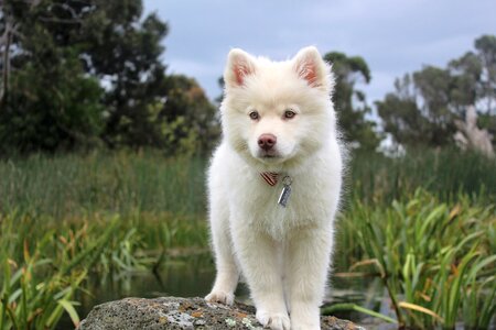 Puppy animal pet