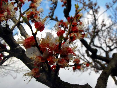 Apricot flowers fruit photo