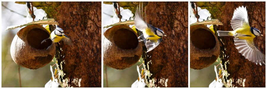 Blue tit feeding station flying