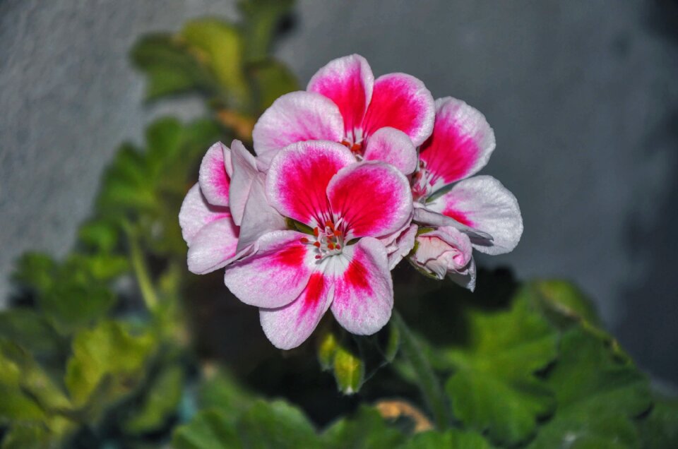 Houseplants up flowers
