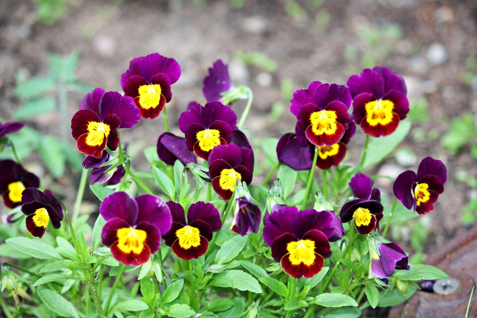 Summer violets garden