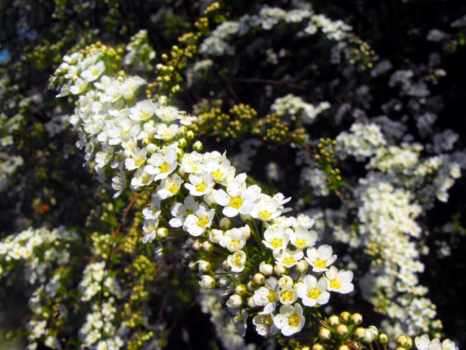 Shrub garden plant