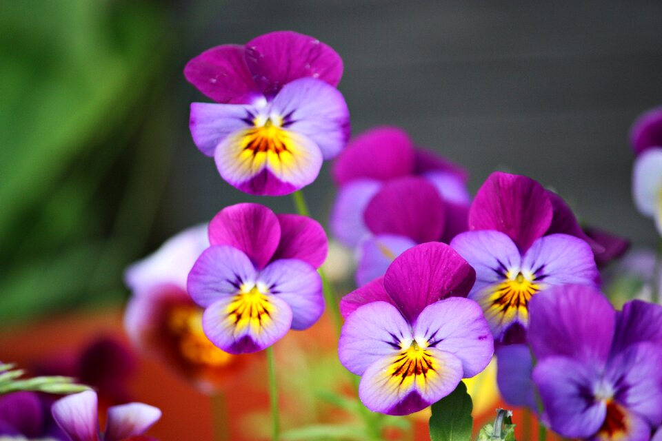 Summer violets garden