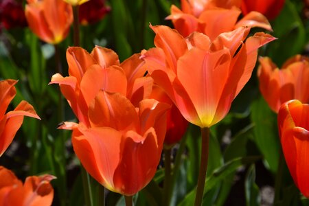 Blossomed schnittblume petals photo