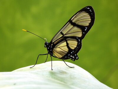 Butterfly close up transparent