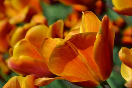 Orange tulip petals spring flower photo