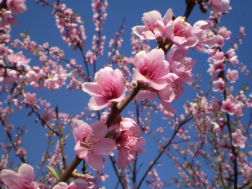 Spring flowered garden photo