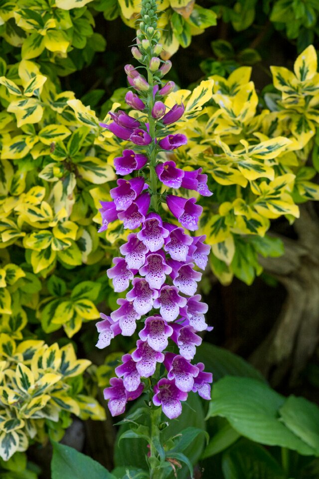 Flowers plant garden