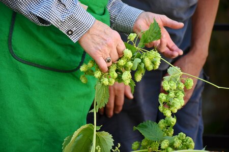 Hops harvest pluck photo