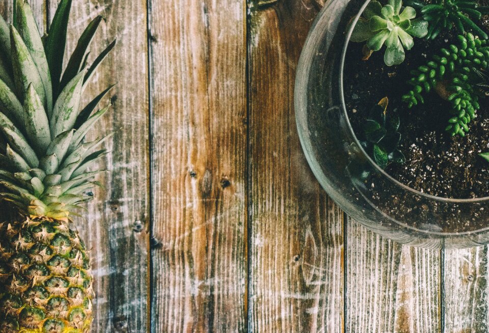 Table flat lay succulents photo