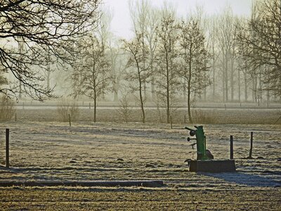 Frozen trees morning photo