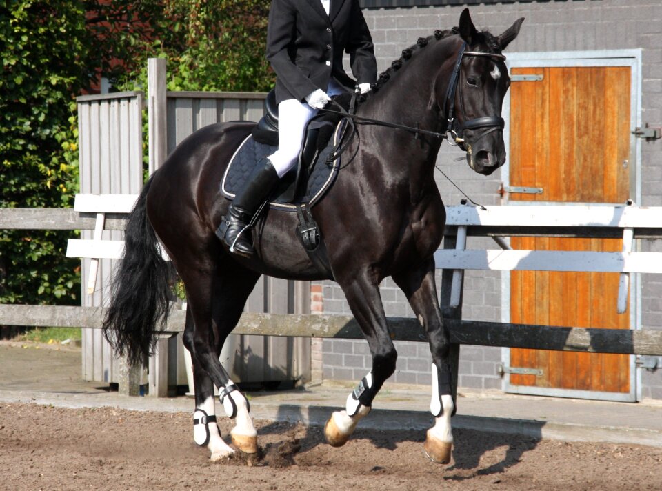 Reiter horse tournament