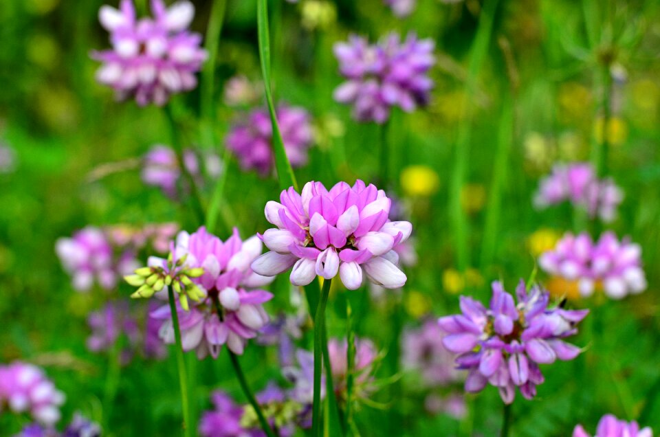 Spring flowers green landscape