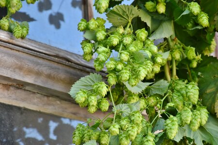 Hops harvest pluck photo