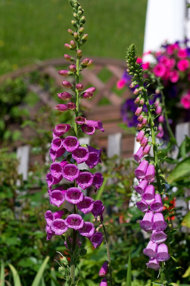 Flowers plant garden