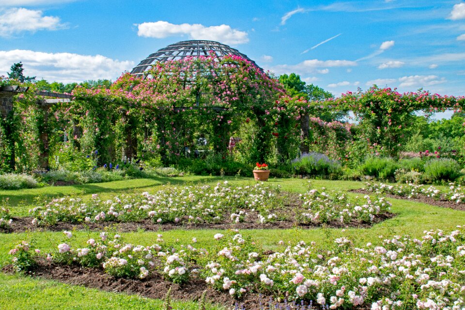 Germany rosarium roses