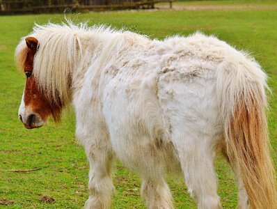 Brown horse cute photo