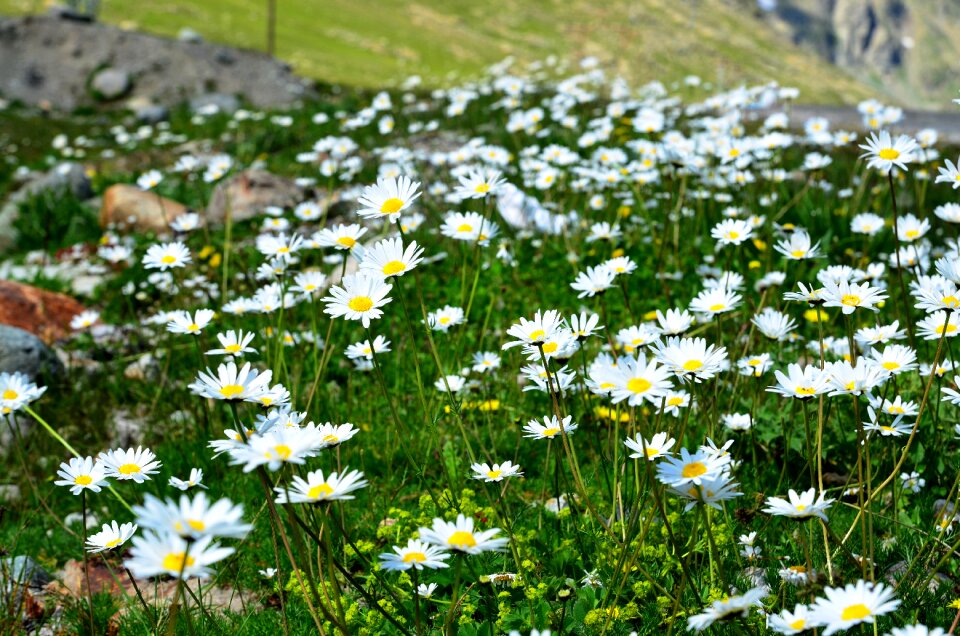 Spring flowers green landscape