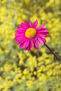 Blossom bloom pink blossom photo