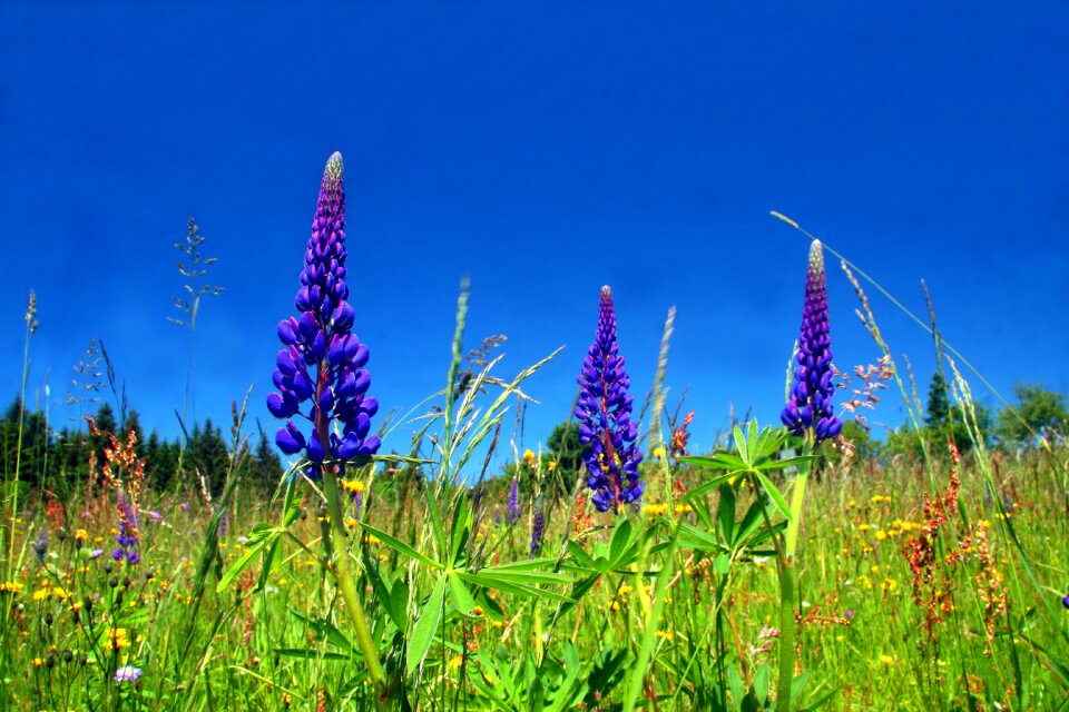 Spring meadow wildflowers