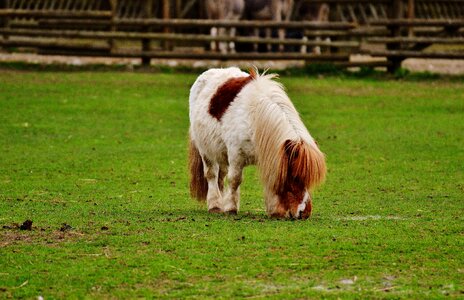 Brown horse cute photo