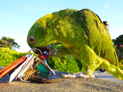 Amazon parrot playing