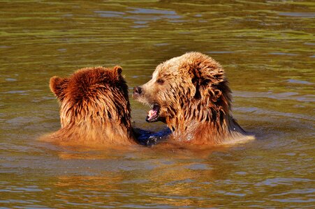 Water brown bear wild animal