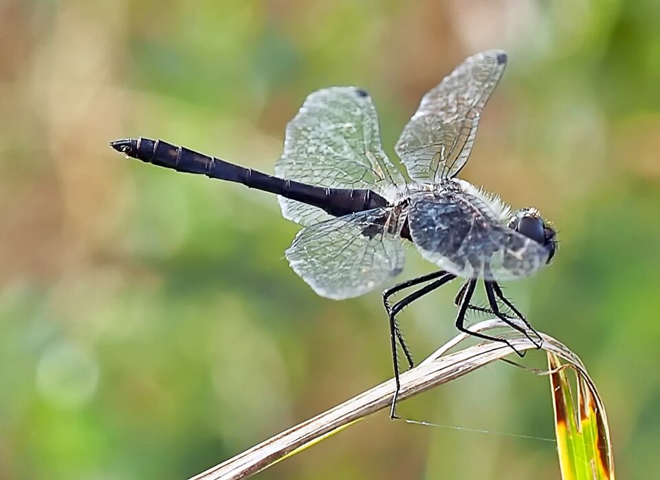 Dragonfly flight insect insect