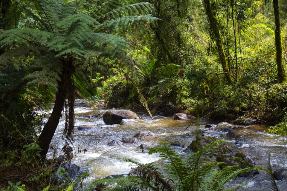 Mountain stream environment