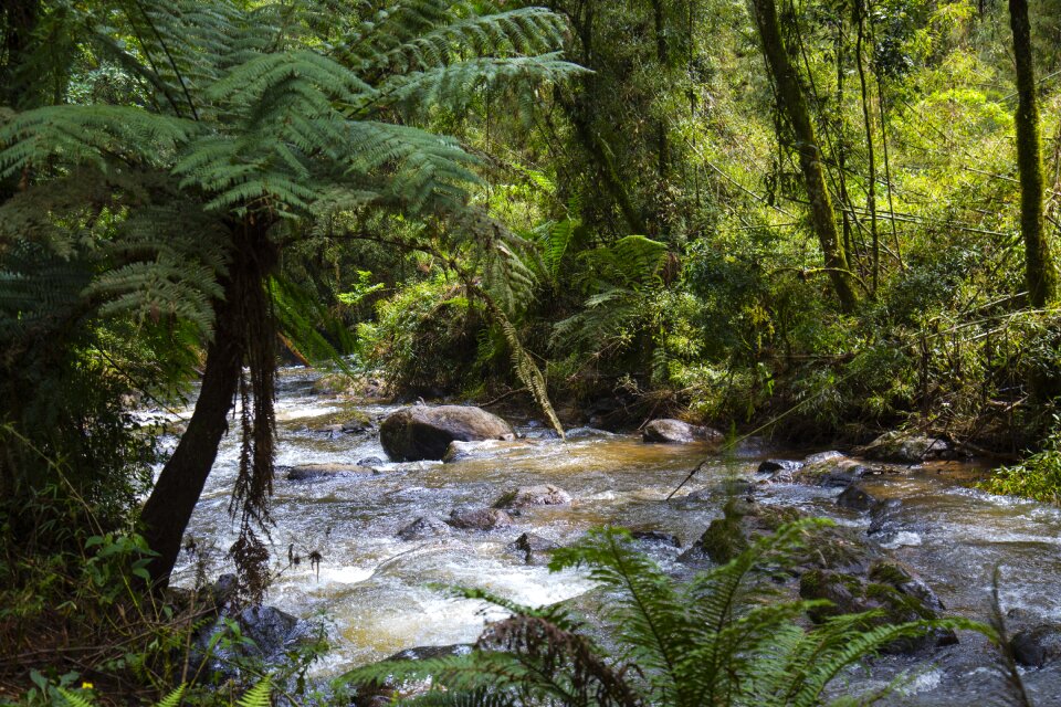 Mountain stream environment photo