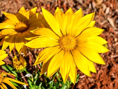 Nature plant garden photo