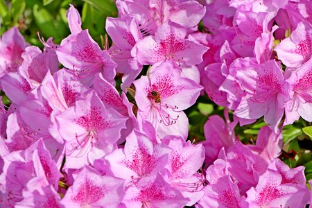 Plants april flowers