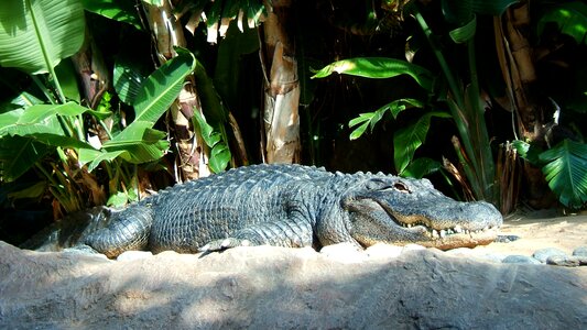 Reptile saurópsidos archosaurs