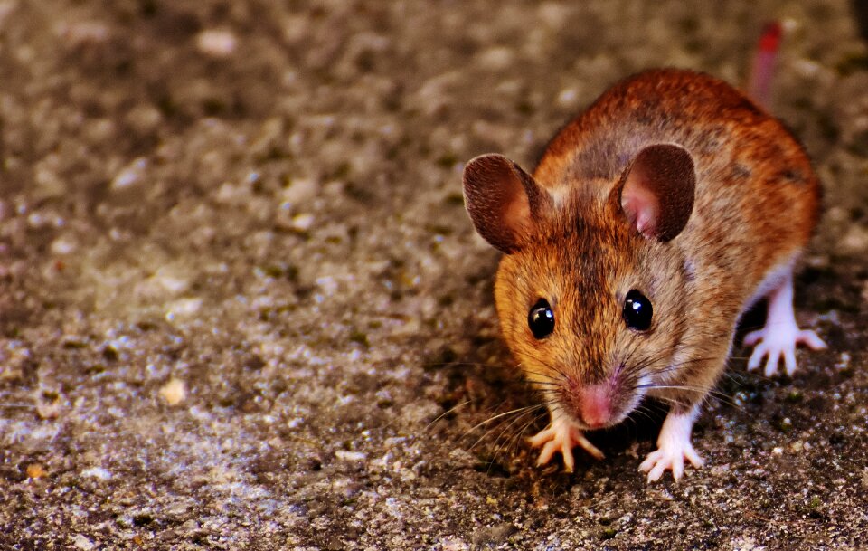 Mammal nager nature