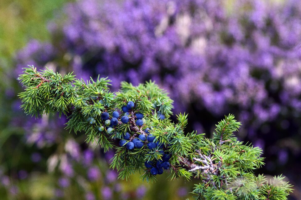 Flora flowers nature