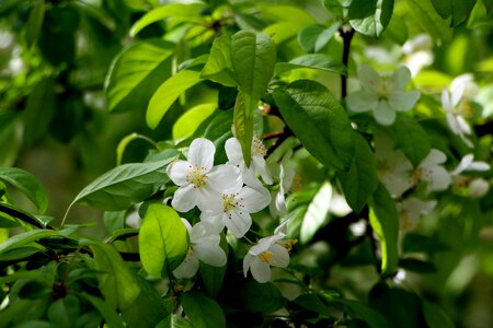 April a flower garden flower tree