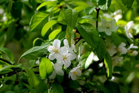 April a flower garden flower tree photo