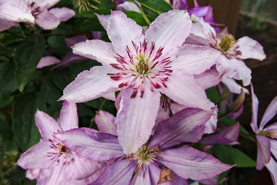 Vegetable garden summer flowers nature