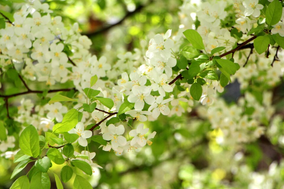 April a flower garden flower tree