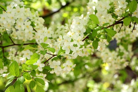 April a flower garden flower tree photo