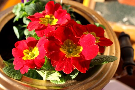 Blossom bloom red