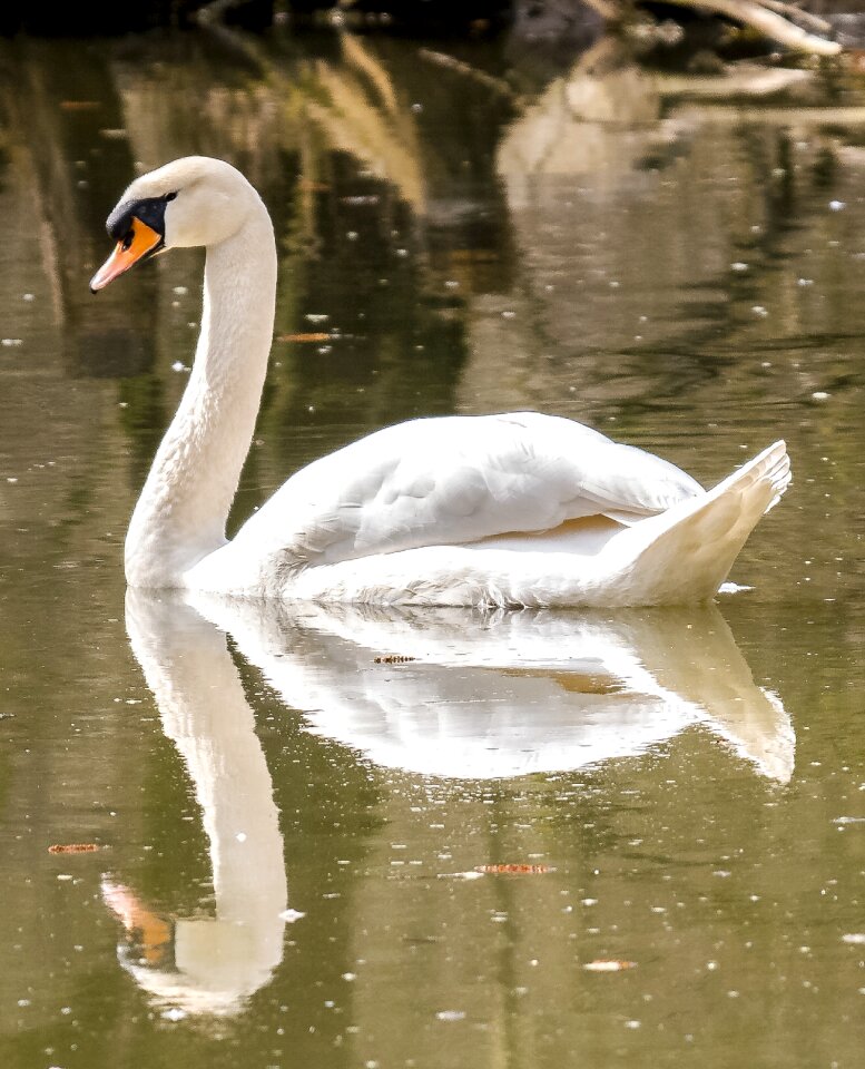 Water bird nature animal